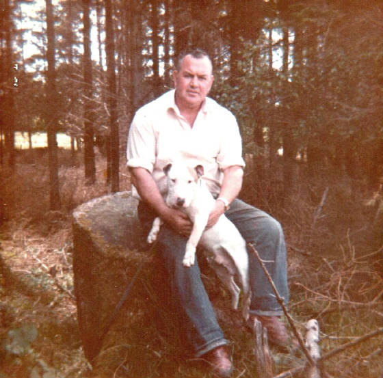 bullterrierstaffy001.jpg